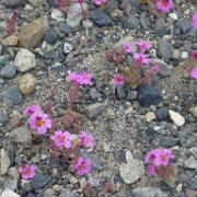 MonoBasin 215 : MonoBasin